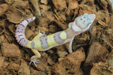 Gecko Leopardo High Yellow (HY) ID R4-16