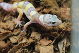Gecko Leopardo High Yellow (HY) ID R4-16