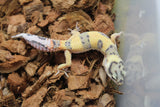 Gecko Leopardo High Yellow (HY) ID R4-18