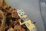 Gecko Leopardo High Yellow (HY) ID R4-18