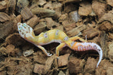 Gecko Leopardo High Yellow (HY) ID R3-16
