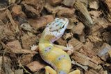 Gecko Leopardo High Yellow (HY) ID R3-16