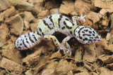Gecko Leopardo Mack Snow ID R3-04