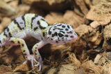 Gecko Leopardo Mack Snow ID R3-04