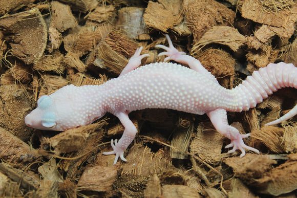 Gecko Leopardo Diablo Blanco ID R2-01