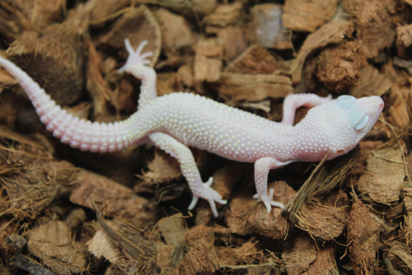 Gecko Leopardo Diablo Blanco ID R11-07