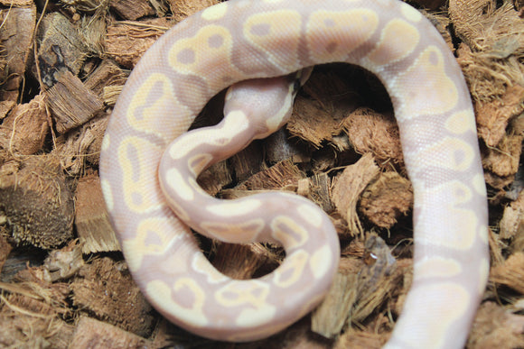 Piton Bola Banana Macho ID R16-14