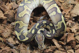 Piton Bola Leopard Lesser Fire Confussion Hembra ID R13-06