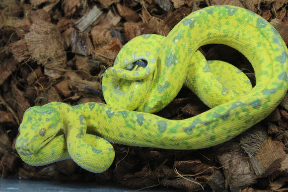 Piton Verde de Arbol Biak Hembra Juv ID R5-07