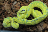 Piton Verde de Arbol Biak Hembra Juv ID R5-07