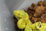 Piton Verde de Arbol Biak Hembra Juv ID R5-07