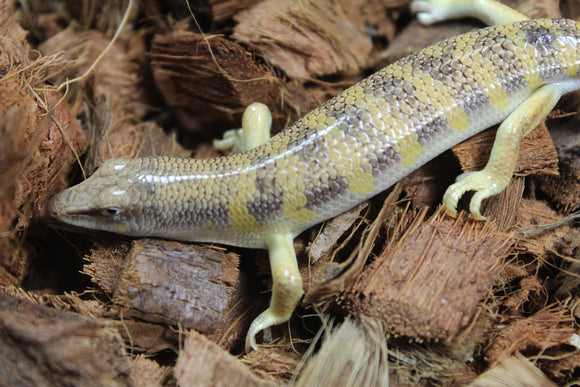 Pez de Arena (Sandfish)