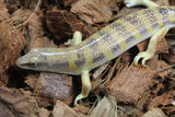 Pez de Arena (Sandfish)