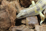 Pez de Arena (Sandfish)