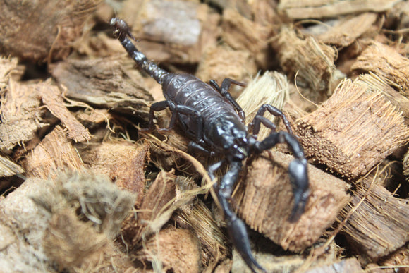 Escorpion Asiatico Bebe