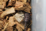 Escorpion Asiatico Bebe