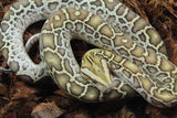 Piton Burmes Hypo 100% Het Albino Hembra ID R3-15