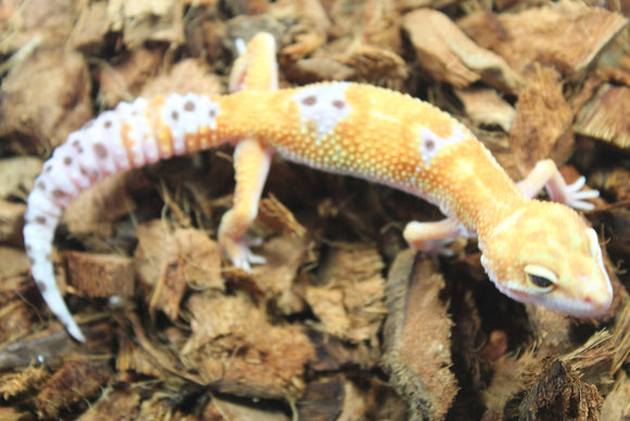 Gecko Leopardo Tangerine Tornado Macho ID R5-04