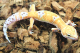 Gecko Leopardo Tangerine Tornado Macho ID R5-04