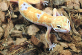 Gecko Leopardo Tangerine Tornado Macho ID R5-04