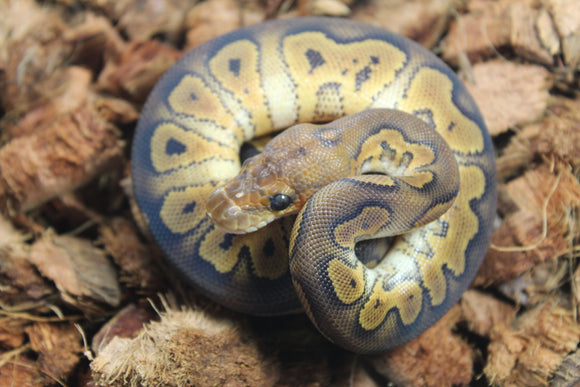 Piton Bola Clown Wookie poss YB Macho ID R5-14