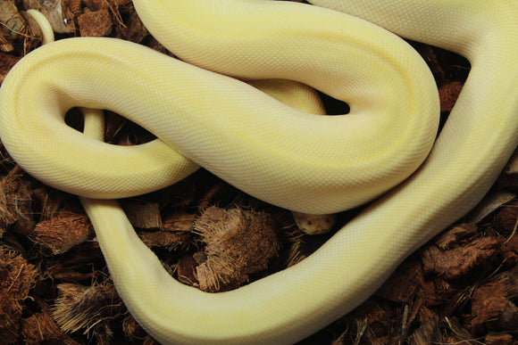 Piton Burmes Pearl Green 66% Het Laberinto Hembra ID R5-17