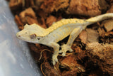 Gecko Crestado Harlequin ID R5-20