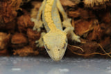Gecko Crestado Harlequin ID R5-20