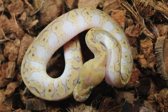 Piton Bola Clown HGW YB Hembra ID R6-09