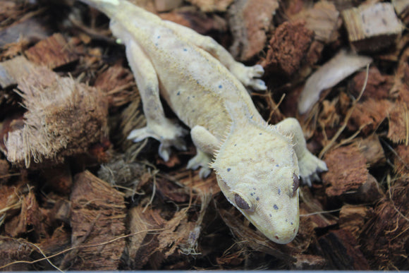 Gecko Crestado Flame Macho Adulto ID R6-13