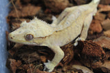 Gecko Crestado Flame Macho Adulto ID R6-13