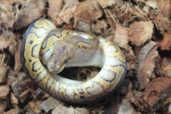 Piton Bola Clown Wookie Poss YB Macho ID R6-14