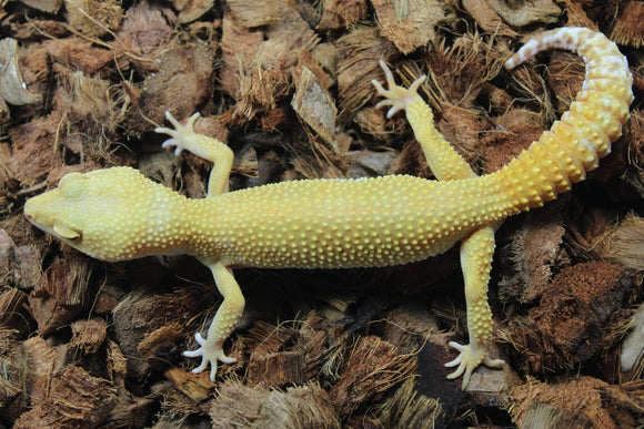 Gecko Leopardo Sunglow Tremper Hembra ID R6-20