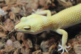 Gecko Leopardo Sunglow Tremper Hembra ID R6-20