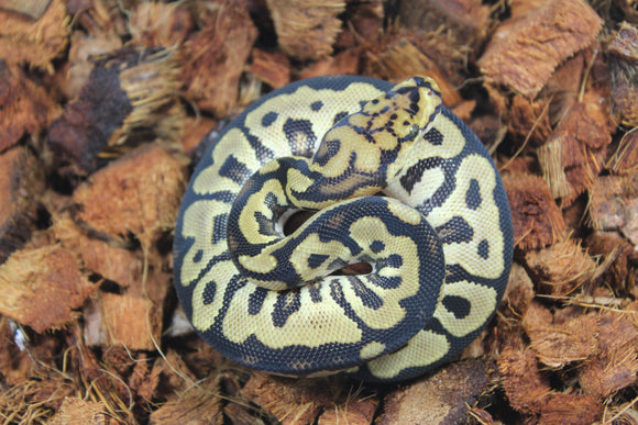 Piton Bola Clown Spotnose YB Macho ID R8-03