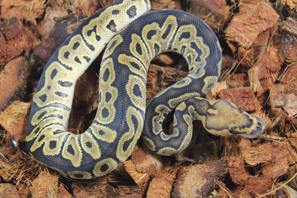 Piton Bola Clown GHI  YB Macho ID R8-04