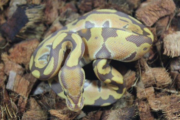 Piton Bola Ultramel Macho ID R9-02