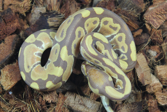 Piton Bola Ultramel Macho ID R9-03