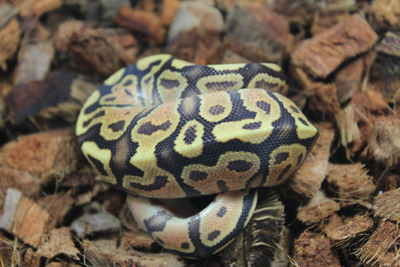 Piton Bola Fire OD Het Clown Macho ID R10-01