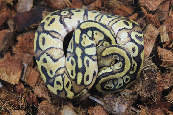 Piton Bola Bongo OD YB HEt Clown Hembra ID R10-02