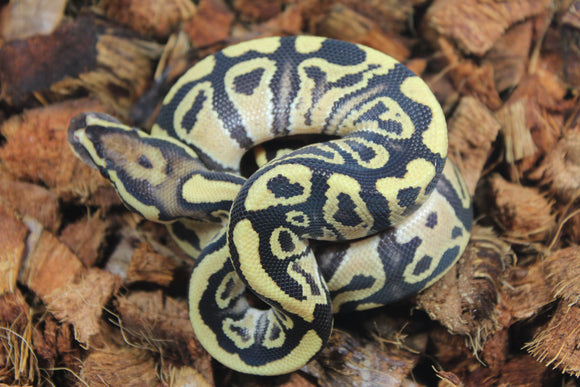 Piton Bola Fire YB Het Clown Macho ID R11-03