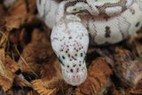 Piton Bola Clown HGW Pastel Macho ID R11-06