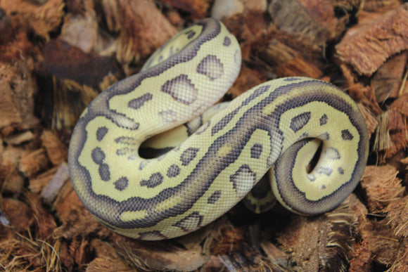 Piton Bola Clown Blackhead Lesser Macho ID R1-05