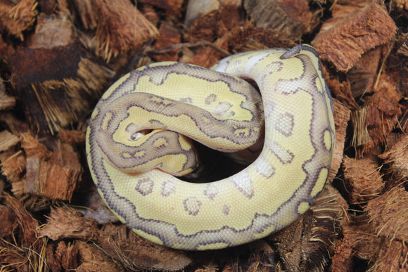 Piton Bola Clown  Lesser Macho ID R2-05