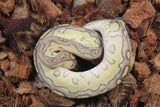 Piton Bola Clown  Lesser Macho ID R2-05