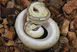 Piton Bola Clown  Lesser Macho ID R2-05