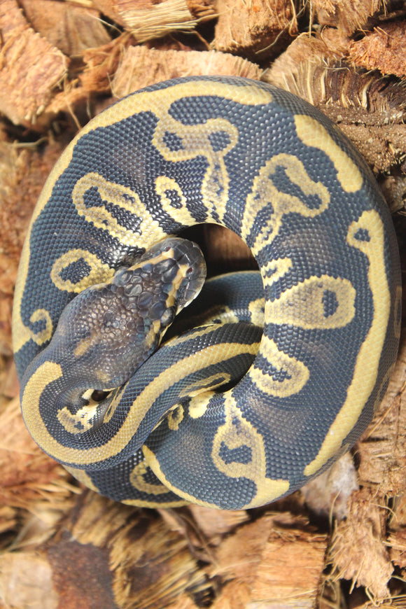 Piton Bola Blackhead Leopard Het Clown Hembra ID R2-09