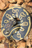 Piton Bola Blackhead Leopard Het Clown Hembra ID R2-09