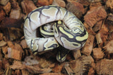 Piton Bola Lesser Het Clown MAcho ID R2-11