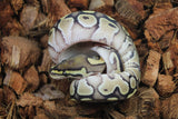 Piton Bola Lesser Het Clown MAcho ID R2-11